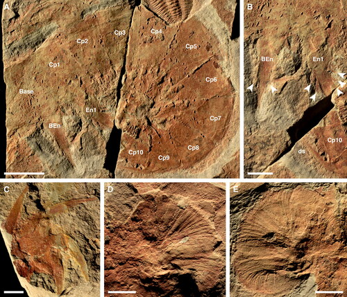 Figure 6. Anomalocaris daleyae sp. nov. A, B, paratype SAMA P15374b. Frontal appendage. A, overview. B, detail of proximal and distal parts of enrolled appendage; arrowheads indicate auxiliary spines. C, SAMA P54915. Distal part of frontal appendage, showing four dorsal spines. D, E, SAMA P54874a, b, respectively. Oral cone. Abbreviations: BEn, base endite; Cp1–Cp10, claw podomeres 1–10; ds, dorsal spine; En1, endite of claw podomere 1. Scale bars: A = 10 mm; B–E = 5 mm.