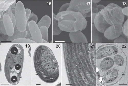 Figs 16–22. Morphology and ultrastructure of Coccomyxa cimbrica sp. nov. Fig. 16. Scanning electron micrograph of elliptical vegetative cells showing smooth cell wall. Figs 17, 18. Scanning electron micrographs of asexual reproduction by cell division through the rupture of mother cell wall and the formation of 2 (Fig. 17) and 3 (Fig. 18) autospores. Figs 19–20. Ultrastructure of cells showing thin and smooth cell wall (cw), nucleus (n), mitochondria (m), and a parietal chloroplast (ch) lacking pyrenoid, with some starch granules (s). Note in the cytoplasm the presence of some electron dense bodies (ei) and lipid bodies (lb). Fig. 21. Detail of the thylakoid membranes (t), single or piled up forming grana, and a starch granule (s) located among the thylakoids. Fig. 22. Micrograph of an autosporangium with four mature vegetative daughter cells enclosed by the mother cell wall (cw). Note in the autospores the presence of chloroplast (ch) and nucleus (n). Scale bars: Figs 16, 17, 18, 2 µm; Fig. 19, 1 µm; Fig. 20, 500 nm; Fig. 21, 200 nm; Fig. 22, 2 µm.