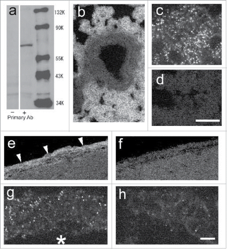 Figure 4. Expression of PGT protein. (A) Western blot of the rat brain (5 h after the LPS injection) with (+) or without (−) PGT antibody. (B–D) confocal microscopic views of the lung of saline-injected rat. (B) expression of PGT protein in the lung. (C) a magnified view of “b.” PGT is expressed in a vesicular pattern. (D) PGT antibody was incubated with the antigen peptide prior to assay. (E–H) confocal microscopic views of the brain sampled at 12 h after the LPS injection. (E) expression of PGT protein in the arachnoid membrane. (F) arachnoid membrane when incubated with the preabsorbed PGT antibody. (G) a magnified view of a blood vessel, which expressed PGT in vesicular pattern. The asterisk indicates the lumen of a blood vessel. (H) a magnified view of a blood vessel when incubated with the preabsorbed PGT antibody. Scale bars: 100 µm (b,d), 50 µm (e,f), 5 µm (c,g,h).