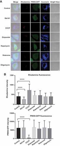 Figure 8. Detection of small molecule-induced mitophagy in live cells with IMCLAM. LAMP2-GFP+ HeLa cells prestained with AzProRed-ΔΨm/DBCOBlue-ΔΨm were cultivated with CCCP (10 μM), etoposide (10 μM), rapamycin (10 μM), rotenone (10 μM), oligomycin (10 μM), Baf-A1 (50 nM, inhibitor of mitophagy), or no addition (control) for 6 h in DMEM. These cells were analyzed without washing by confocal microscopy (A) and flow cytometry for intracellular fluorescence of rhodamine and PRKN-GFP, mean ± SD, n = 8000, ****, P < 0.0001 (t test). Scale bars: 10 μm