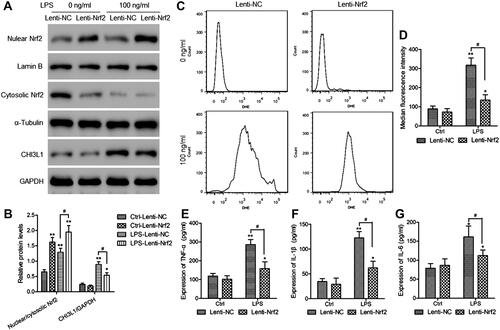 Figure 6 Overexpressing Nrf2 suppresses LPS-induced synoviocyte CHI3L1 protein expression, inflammation, and ROS production. Murine synoviocytes were infected for 48 h with Lenti-NC or Lenti-Nrf2 vectors, after which they were either left untreated (Ctrl) or were treated for 24 h with LPS (100 ng/mL). (A) Levels of Nrf2 in cytosolic and nuclear extracts were assessed via Western blotting, as were CHI3L1 levels in total cell lysates from synoviocytes in the indicated treatment groups. (B) Levels of nuclear Nrf2 were normalized against cytoplasmic Nrf2 levels, whereas GAPDH was used when normalizing CHI3L1 expression. (C) ROS production in synoviocytes was evaluated via flow cytometry, (D) with median fluorescence intensity values being used to quantify these results. ELISAs were used to measure supernatant TNF-α (E), IL-1β (F), and IL-6 (G) levels. Data are means±SD from three technical replicates. *p<0.05, **p<0.01 vs Lenti-NC infected control cells (Ctrl-Lenti-NC). #p<0.05 vs Lenti-Nrf2 infected control cells (LPS-Lenti-NC).