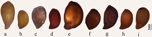 Figure 1. Shapes of seed in Sorbus. S. alnifolia(a), S. amabilis(b), S. folgneri(c), S. koehneana(d), S. megalocarpa(e), S. meliosmifolia(f), S. prattii(g), S. sargentiana(h), S. scalaris(i). Scale bars−1 mm.