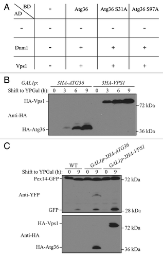 Figure 5. Overexpression of Vps1 induces pexophagy. (A) Yeast 2-hybrid analysis of Atg36 and the indicated mutants interacting with Dnm1 and Vps1. (B and C) GFP was tagged at the C terminus of the PEX14 gene in the genome of wild-type (TKYM67), GAL1p-3HA-ATG36 (XLY088), and GAL1p-3HA-VPS1 (XLY089) cells. These cells were cultured in YTO to induce peroxisome proliferation and shifted to YPG for 3, 6, and 9 h. Immunoblotting was done with anti-HA antibody in (B) to monitor protein expression following galactose induction, and with anti-HA or anti-YFP antibody in (C).