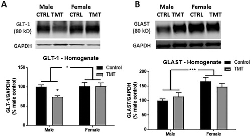 Figure 4. Effect of TMT exposure on EAAT expression. (A) Exposure to TMT selectively reduced expression of GLT-1 in the male hippocampus. (B) Expression of GLAST was higher in the female hippocampus and unaffected by TMT exposure. p < .05, **p < .01, and ***p < .001. Brackets denote main effect of sex. Symbols above TMT data points denote post hoc (Sidak’s multiple comparisons test) differences between control and TMT-exposed animals of the same sex.