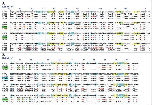 Figure 1. Design of humanized 9O12 V-domains. (A) Sequence alignment of the mouse 9O12 IGHV (9VH) (most similar human germline sequence being IGHV1–3*01) with 4 human or humanized IGHV templates (TH1: IGHV1–3*01; TH2: bevacizumab; TH3: IGHV1–46*01; TH4: NEW), the humanized 9O12 IGHV variants (VH1, VH2, VH3 and VH4) and the framework regions of their most similar human germline genes (CH1: IGHV1–3*01; CH2: IGHV3–23*04; CH3: IGHV1–46*01; CH4: IGHV4–38–2*02). The humanized variants that retained antigen-binding activity are highlighted in green. (B) Sequence alignment of the mouse 9O12 IGKV (9VL) (most similar human germline sequence being IGKV2–29*02) with 4 human or humanized IGKappaV templates (TL2b: bevacizumab; TL3b: IGKV2–29*02; TL7b: canakinumab; TL8b: REI), the humanized 9O12 IGKV (variants VL2b, VL3b, VL7b and VL8b) and the framework regions of their most similar human germline genes (CL2b: IGKV1–39*01; CL3b: IGKV2–29*02; CL7b: IGKV6–21*01; CL8b: IGKV1–33*01). The humanized variants that retained antigen-binding activity and acquired PpL recognition site are highlighted in green (or in blue if retaining antigen binding activity but not PpL recognition). CDRs are in italic, underlined, gray. Residues at key sitesCitation28,49 for canonical structures are highlighted in blue. Residues buried in VH/VL interfaces are underlined in yellow. Residues critical for PpL binding are highlighted in green. Based on the physico-chemical classes of the amino acids (AA), differences in the framework regions of mouse 9O12 and its humanized variants are classified into very similar AA (green), similar AA (blue), dissimilar AA (orange) and very dissimilar AA (red).