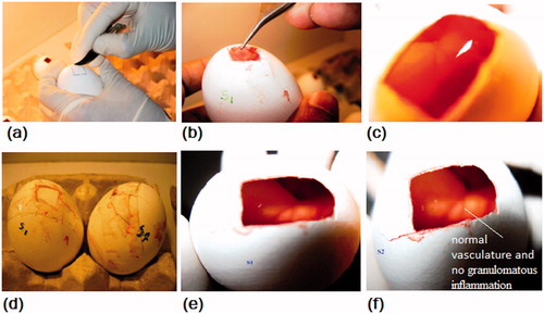 Figure 4. Different stages of in ovo studies (a) incising the shell on the marked line to create a window, (b) removal of ISM, (c) insert placed on the exposed CAM, (d) image showing incubation of sealed eggs for two days, (e) and (f) images showing the test and reference embryo. It may be noticed that there was absence of erythrema and color change after 48 h in the test.