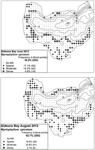 Figure 5 Point-intercept grids on Gideons Bay in Lake Minnetonka, MN, showing frequency of occurrence, spatial distribution, and rake density ratings for Myriophyllum spicatum in June (top panel) and August 2012 (bottom panel). Contour lines represent 3 m intervals.