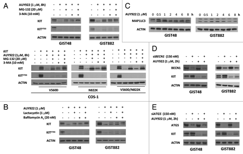 Figure 4A–E. Autophagy was involved in AUY922-induced KIT protein degradation in GIST48, GIST882, and COS-1 cells. GIST48 and GIST882 were pretreated with 20 μM MG-132, 10 mM 3-MA (A), 1 μM lactacystin or 20 nM bafilomycin A1 (B) for 4 h and then treated with 1 μM AUY922 for an additional 8 h. The cells were lysed and analyzed by immunoblotting against phospho- and total KIT. (C) GIST48 and GIST882 cells were treated with 1 μM AUY922 as indicated time, lysed, and then analyzed by immunoblotting against MAP1LC3A/B. Cells were transfected with 150 nM siRNA targeting BECN1 (D) or ATG5 (E) for 72 h and then treated with 1 μM AUY922 for another 2 h.