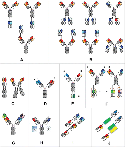 Figure 3. The CrossMAb zoo: Schematic overview about different mono-, bi- and multispecific antibody formats enabled by CrossMAb technology: (A) Heterodimeric/asymmetric trivalent 2+1 IgG CrossMAbs; (B) Symmetric tetravalent 2+2 IgG CrossMAbs; (C) MoAb (MonoMAb) and MoAb-Dimer (DuoMAb; (D) Trispecific Pan-HER family DAF-CrossMAb antibody; (E) Trispecific CrossMAb-VH-VL; (F) Tri-, tetraspecific CrossMAb-scFAb fusions; (G) DVD-CrossMAb; (H) Heterodimeric/asymmetric Kappa-Lambda-CrossMAb; (I) Fc-free Tandem Fab-CrossFab antibody. (J) Fc-free bispecific Fab fusion proteins using alternative fusion partners (green, yellow) based on Fab crossover. KiH technology or alternative heavy chain heterodimerization technologies applied where appropriate and indicated by colors only. The drawings given represent only examples, since in many cases crossed and uncrossed Fabs can be assembled in various ways. Constant heavy chain domains are colored in gray, constant light chain domains in white, variable heavy chains are colored uniformly, light chain domains are colored with a line pattern.
