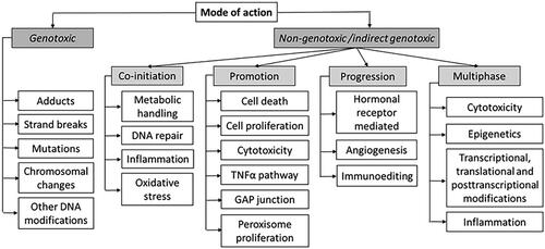 Figure 3. The mode of action (MoA) taxonomy for a given chemical carcinogen. Adapted from Kadekar et al. (Citation2012). The terms in the subnodes are intended to be used in literature searches.
