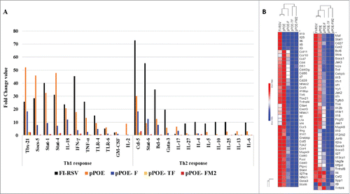 Figure 4. A) Gene expression of key cytokines involved in Th1 and Th2 responses. The lungs of the different groups of mice were harvested 8 days' post-challenge and the RNA extracts were tested by a RT2-PCR Profiler Array (Qiagen). The columns show fold change values of each cytokine. B) Lung cytokine profile heatmap of immunized groups of mice. The heatmaps were generated using the MORPHEUS software tool. The rows were sorted in ascending gene expression order and were processed for hierarchical clustering using one minus Pearson's correlation. The gradient from blue to red indicates minimum to maximum expression of the indicated genes. The clustering of the groups of mice is shown above the columns.