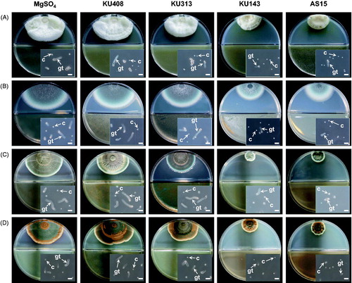 Figure 2. Photographs of antifungal activities of the volatiles produced by antagonistic bacterial strains, Bacillus megaterium KU143, Microbacterium testaceum KU313, and Pseudomonas protegens AS15, and negative control strain Sphingomonas aquatilis KU408 against (A) Aspergillus candidus AC317, (B) Aspergillus fumigatus AF8, (C) Penicillium fellutanum KU53, and (D) Penicillium islandicum KU101 on the I-plates. Bacterial strains or 10 mM MgSO4 solution (untreated control) were smeared on one side (nutrient agar) of the I-plates and the other side (potato dextrose agar) was inoculated with a conidial suspension of the tested fungi 24 h after the bacterial treatment. Insets are photographs of the conidial germination of the fungi affected by the bacterial volatiles or MgSO4 solution. C: conidium; gt: germ tube. Scale bar, 20 µm.