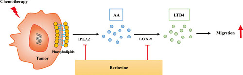 Figure 5 Schematic illustration of the mechanism by which Berberine inhibits the apoptosis-induced metastasis by suppressing the AA-LOX-5 pathway. Chemotherapeutics-induced tumor cell apoptosis can activate the LOX pathway, and subsequently release inflammatory factor LTB4 which ultimately stimulates the adhesion and migration of the small number of surviving tumor cells. And Berberine can reverse the adhesion and migration by inhibiting the expression of iPLA2 and LOX-5 and reduce LTB4 production in the tumor microenvironment.