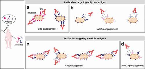 Figure 7. Schematic representation of the possible mechanisms of C1q engagement following vaccination with multicomponent vaccines. Upon vaccination with a multicomponent vaccine formulation a plethora of different antibodies are simultaneously elicited. They can differently trigger complement cascade relying on the antigen density profile and the expression levels of each strain. In the proposed model a defined density and/or a defined level of expression of each antigen are required to trigger the killing mediated by complement. Here, the threshold density/levels of expression is represented by five or six antigens per cell that can be both identical or dissimilar (A and C). On the contrary, the presence of three molecules per cell is schematically represented as not dense enough to recruit C1q (B and D). In particular, an antigen can be constitutively highly expressed in bacterial isolates leading to highly dense antigen–antibody complexes able to recruit C1q and to lead to bacterial lysis (e.g. filled pink circles, (A)). Generally, the amount and the distribution profile of an antigen can also change between isolates influencing the SBA outcome (e.g. filled blue triangle, A and B). Moreover some determinants may be expressed at very low levels on bacterial surface (eg strains expressing only open pink circles or open blue triangles (B) and strains simultaneously expressing different antigens but at low density/levels, (D) leading to only few IgG molecules sparsely bound on the bacterial cell surface. This scattered profile is insufficient to trigger the activation of the C1 complement complex. Nevertheless, strains can also co-express multiple antigens onto their surface at low levels but at high density (e.g. open pink circles, open blue triangles and filled blue triangle, (C). They can act as a co-target of antibodies being able to work in concert with sub-bactericidal levels of antibodies which ultimately result in bacterial killing. The minimal threshold required for IgG/cell to achieve C1 complex recruitment would therefore be easily met in this condition.