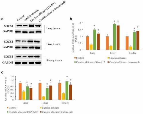 Figure 5. CGA-N12 markedly increased the expression of SOCS1. (a) The protein levels of SOCS1 in lung, liver, and kidney tissues were measured through Western blotting; (b) The protein levels of SOCS1 in lung, liver, and kidney tissues were analyzed; (c) The mRNA levels of SOCS1 in lung, liver, and kidney tissues were measured through qRT-PCR. *P < 0.05 compared with group C. albicans.