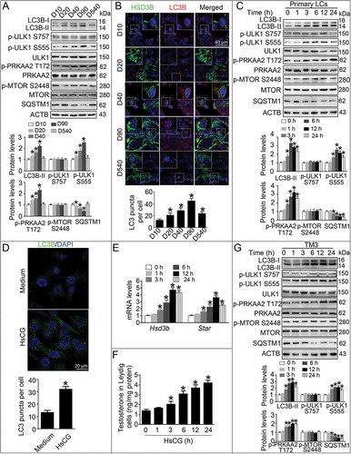 Figure 1. Autophagy is closely associated with testosterone synthesis in Leydig cells (LCs). Primary LCs from mouse testes at various developmental stages were isolated and cultured for 48 h. (A) Autophagy-related protein expression was analyzed by western blotting. The expression levels of the target proteins were determined by densitometry by normalizing to ACTB, and data are presented as the means ± SEM (n = 3). *P < 0.05 vs. post-natal days 10 (D10) group. (B) The expression of LC3B in LCs at different developmental stages was examined by immunofluorescence staining, and the average LC3B puncta number per cell was quantified. Data are presented as means ± SEM (n = 3). *P < 0.05 vs. D10 group. (C) Primary LCs were treated with HsCG for indicated times. The cell extracts were subjected to western blotting and quantitative analysis. Data are presented as means ± SEM (n = 3). *P < 0.05 vs. D10 group. (D) The expression of LC3B in LCs at 6 h was examined by immunofluorescence staining, and the average LC3B puncta number per cell was quantified. Data are presented as means ± SEM (n = 3). *P < 0.05 vs. the control cells. (E) mRNA levels of Hsd3b and Star were determined by qRT-PCR. Data are presented as means ± SEM (n = 3). *P < 0.05 vs. the control cells. (F) Testosterone levels were detected by radioimmunoassay. Data are presented as means ± SEM (n = 3). *P < 0.05 vs. the control cells. (G) TM3 cells were treated with HsCG for indicated times. The cell extracts were subjected to western blotting and quantitative analysis. Data are presented as means ± SEM (n = 3). *P < 0.05 vs. the control cells