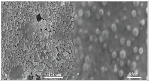 Figure 4. (A) SEM image of TMC/HPMCP nanoparticles and (B) HBs Ag-loaded TMC/HPMCP nanoparticles (TMC 1mg/ml, HPMCP 1mg/ml, HBs Ag 300 µg/ml).