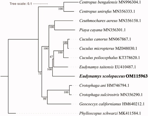 Figure 1. Maximum-likelihood tree of 12 Cuculiformes species and one outgroup based on 13 protein-coding genes. The number at each node is the bootstrap probability. The GenBank accession numbers are listed after the species names. The E. scolopaceus mitogenome is marked in bold font.