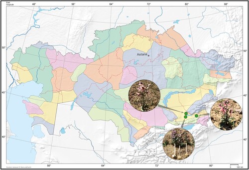 Figure 2. Collection sites of F. karelinnii in Almaty region.