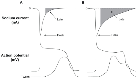 Figure 2 Relation between peak and late sodium current and ventricular action potential (AP) and contraction (tracings are not actual recordings). Panels A and B illustrate a normal and an increased late INa (due to impaired inactivation of Na+ channel), respectively. The enhanced late INa is accompanied by delayed ventricular repolarization (longs APs, and occasional early after depolarization) and abnormal twitch (contraction composed of a phasic and tonic component.) Belardinelli L, Antzelevitch C, Fraser H. Inhibition of late (sustained/persistent) sodium current: a potential drug target to reduce intracellular sodium-dependent calcium overload and its detrimental effects on cardiomyocyte function. Eur Heart J. 2004;6(Suppl I):13–17.Citation11 By permission Oxford University Press, copyright © 2004.