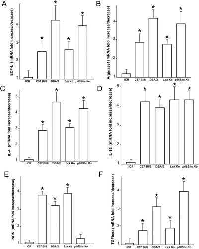 Figure 8. Real-time PCR analysis of mRNA for ECF-L (A), arginase 1 (B), IL-4 (C), IL-13 (D), iNOS (E) and TGF-β (F) carried out on lungs from six mice for each experimental group at 5 months after cigarette smoke exposure. Values are corrected for 18S rRNA and normalized to a median control value of 1.0. Data are presented as means ± SD. *p < 0.05 versus air control values of the same genotype.
