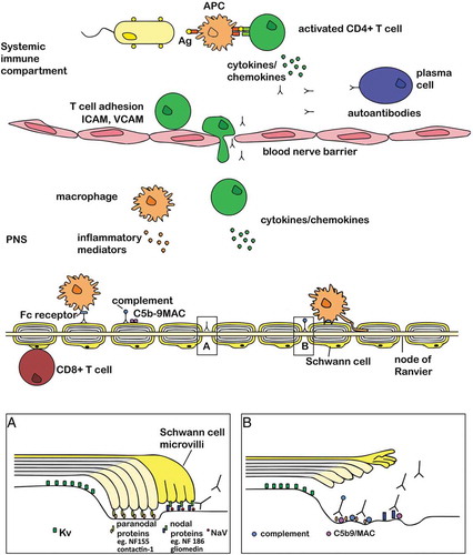 Figure 1. Immunopathology of chronic inflammatory demyelinating polyneuropathy Reproduced with permission from [Citation5]