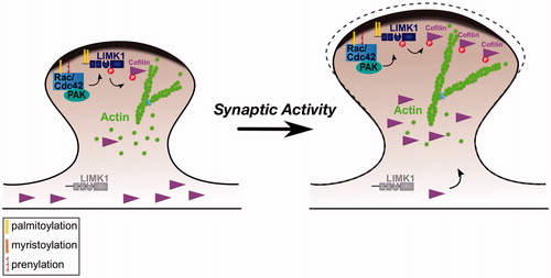 Figure 2. Control of spine morphology by palmitoylated Cdc42 and LIMK1. Left panel: Palmitoyl-LIMK1 on the dendritic spine membrane is phosphorylated and activated via a pathway that involves membrane-bound upstream activators such as Rac, Cdc42 (which is also palmitoylated) and PAK. In contrast, any non-palmitoylated LIMK1 in the spine ‘core’ remains inactive. This palmitoylation-dependent control of LIMK1 localization and activity may facilitate juxtamembrane phosphorylation and inactivation of cofilin, thus allowing spine-specific, and perhaps even sub-spine, control of actin dynamics. Right panel: Elevated synaptic activity triggers Rac/Cdc42/PAK activation and recruitment of additional cofilin to spines (Bosch et al., Citation2014; Murakoshi et al., Citation2011). Both these events are required for activity-dependent spine enlargement, which also depends on palmitoyl-LIMK1 (George et al., Citation2015). Control of sub-spine actin polymerization by this signaling pathway may provide the force required for the enlargement of specific spines that is frequently observed during LTP.