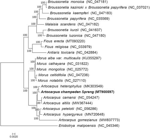 Figure 1. Maximum-likelihood tree based on the complete chloroplast genome sequences of A. champeden and 21 other species of the Moraceae family. Eriobotrya malipoensis, which belongs to the Rosaceae family is the out-group.