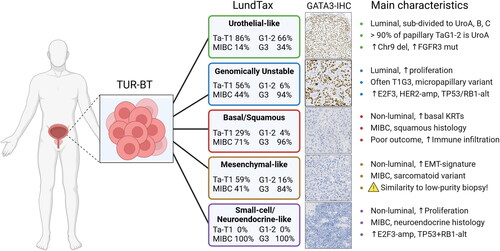 Figure 3. Overview of the Lund Taxonomy characteristics and clinical features.