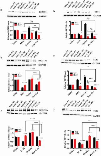 Figure 3. Effects of HIV-1 Tat and cocaine on DNMTs and TET proteins. HIV-1 inducible Tat transgenic (iTat) or saline-treated (control) mice received daily intraperitoneal injections of saline or Dox (100 mg/kg/d) over 14 days either with or without s.c. cocaine (10 mg/kg/d). Following treatment, equal amounts of protein lysates from harvested brains were resolved, and we analysed protein expression using western blot analysis. The results show the levels of DNMT1 (a), DNMT3a (b), DNMT3b (c), TET1 (d), TET2 (e) and TET3 (f) in HIV-Tat (GT-tg) mouse brains and the levels of total GAPDH protein. (g), (h), (i), (j), (k) and (l) show the densitometric values for DNMT1, DNMT3a, DNMT3b, TET1, TET2 and TET3 protein levels (fold change compared to the control), respectively. The data are expressed as the mean ± SE of three independent experiments. The data represent 3 independent experiments. ****P < 0.0001, ***P < 0.001, **P < 0.01, *P < 0.05, NS – Nonsignificant