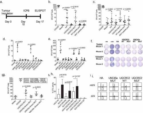 Figure 3. Combination ICPB therapy has limited capacity to broaden the range of neo-antigen specific T cell responses. a. Experimental schema; tumor-bearing mice received 100 µg anti-CTLA-4 and 50 µg anti-GITR on day 10 and dLN were harvested seven days later . b and c. IFNγ responses in the dLN against short HA, UQCRC2 and peptide pools (33 short peptides) in b. untreated and c. treated mice (n = 9). Paired Student’s T-test. d and e. dLN responses against long neo-antigen peptides in D. untreated (n = 3) and e. treated mice (n = 5). One-way ANOVA with Dunnett’s multiple comparison f. Representative ELISPOT wells of neo-antigen long-peptide responses in dLN from treated and untreated mice. g. dLN IFNγ responses against predicted UNC45a minimal peptides in treated mice (n = 8). h. Percentage of HA, UQCRC2 and UNC45a specific killing in dLN and ndLN of treated mice (n = 5). Paired Student’s T-test was performed to compared responses between ndLN and dLN. Error bars represent mean ± SD. i. Representative histogram of CTL assay in the dLN and ndLN of one mouse