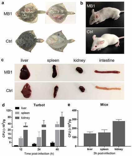 Figure 4. Pathogenicity of MB1 to turbot and mice. (a, b) Turbot (a) and mice (b) were infected with or without (Ctrl) MB1 for 24 h and 2 h, respectively, and observed for clinical symptoms. (c) Tissues from MB1-infected moribund mice and uninfected mice were examined. (d, e) Turbot (d) and mice (e) were inoculated with MB1, and bacterial numbers (shown as colony forming unit, CFU) in the liver, spleen, and kidney were determined at 12, 24, and 28 h (turbot) or 3 h (mice) post-infection. The results are the means of triplicate experiments and shown as means ± SD.