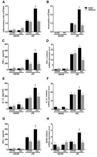 Figure 7 Metformin suppresses the potentiation by methylglyoxal (MGO) of LPS-induced lung inflammation. Mice were intranasally instilled saline or LPS (30 µg). Panels show respectively number of total inflammatory cells (A) neutrophil number (B) TNF-α levels in BALF (C) TNF-α mRNA expression in lung tissue (D) IL-1β levels in BALF (E) IL-1β mRNA expression in lung tissue (F) IFN-γ levels in BALF (G) and RAGE mRNA expression (H). Data are expressed as mean ± SEM. *P < 0.05 compared with the LPS + metformin group.