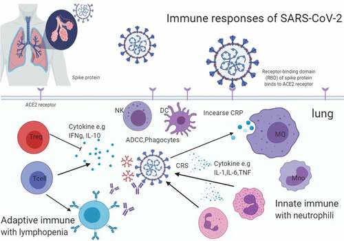 Figure 1. Immune response and pathogenesis of against SARS-CoV-2 (Figure is made with biorender).