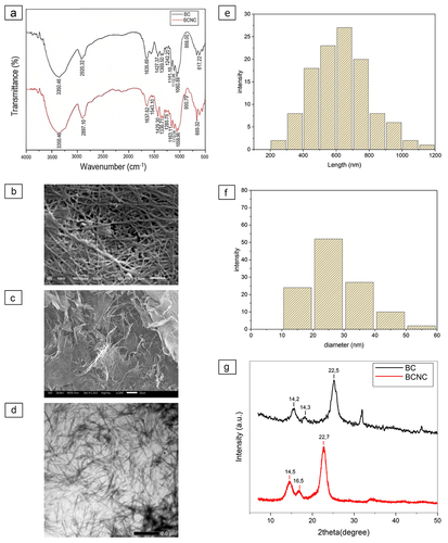 Figure 1. Characteristics of bacteria cellulose and the synthesized BCNCs. (a) The infrared spectra of BC and BCNC; (b) SEM image of BC; (c) SEM image of BCNC; (d) TEM image of BCNC; (e) particle size distribution of BCNC (length); (f) particle size distribution of BCNC (diameter); and (g) XRD of BC and BCNC.