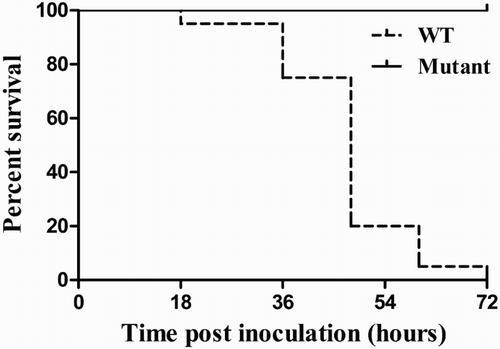 Figure 4. Loss of O-polysaccharide reduces chicken embryo mortality. Survival curves for embryos inoculated with the wild-type strain and isogenic waaL mutant. Results are representative of three individual tests.