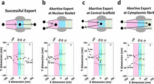 Figure 2. Models of successful and abortive nuclear export of mRNPs tracked via high-speed single-molecule SPEED microscopy. (a) A model of successful export coupled with a typical successful export trajectory. (b) A model of abortive export at the nuclear basket coupled with a typical nuclear basket abortive export trajectory. (c) A model of abortive export at the central scaffold coupled with a typical central scaffold abortive export trajectory. (d) A model of abortive export at the cytoplasmic fibril coupled with a typical cytoplasmic fibril abortive export trajectory. partial figure reprinted with permission. originally published in proceedings of the national academy of sciences.[Citation129]