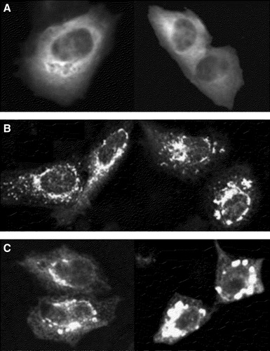 Figure 2.  Localization of Munc 18-1 and syntaxin in CHO-cells. CHO-cells were transfected with CFP-Munc 18-1 (A), YFP-syntaxin wild-type (B) or YFP syntaxin mutant L165A, E166A (C). Thirty-six hours later intracellular localization of proteins was visualized with confocal microscopy.