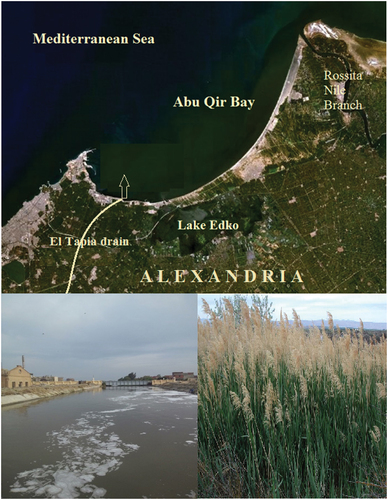 Figure 1. Study area of El Tapia drain (industrial wastewater) in Abu Qir Bay and biomass (phragmites australis).