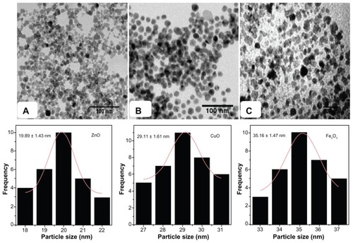 Figure 2 Transmission electron microscopy images of (A) ZnO, (B) CuO, and (C) Fe2O3 nanoparticles and histogram of particle-size distribution for different metal oxide nanoparticles.