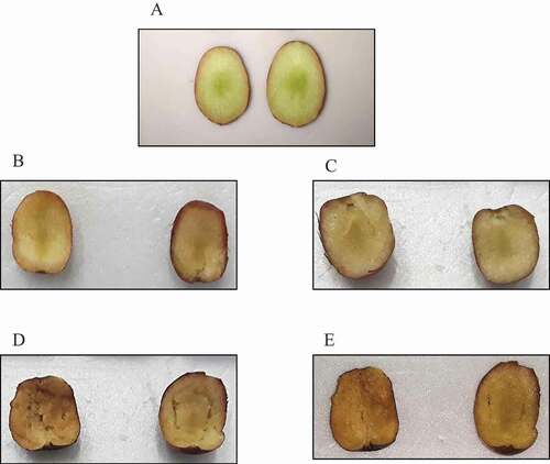 Figure 3. Effect of vacuum and MA packaging on the pulp color of jujube fruit at harvest (A), and after 35 days of storage at 2 ± 1°C. B: passive-MAP, C: vacuum, D: active-MAP1 (O2:25%, CO2:5%), E: active-MAP2 (O2:15%, CO2:10%)