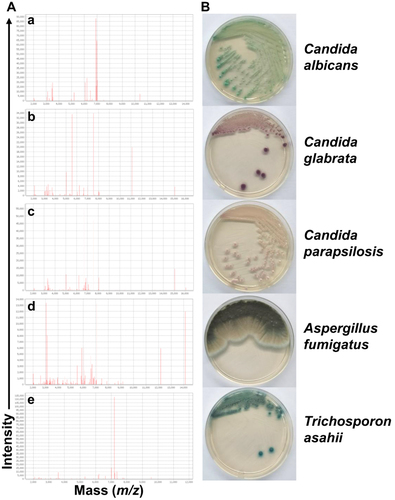 Figure 1 Identification of the fungal isolates cultured in the study. (A) Representative identification data of the isolated fungal species by MALDI-TOF MS in this study; a~e: C albicans, C glabrata, C parapsilosis, A fumigatus and T. asahii. (B) Representative macroscopically imaging for the indicated fungal isolates culturing on the Chromogenic Candida Agar medium plates.