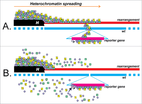 Figure 2. Two models of trans-inactivation establishment. A. Heterochromatin proteins and the histone modifications form a self-assembled complex propagating in cis from the new eu-heterochromatin border deep into the euchromatin. Upon reaching the trans-inactivated reporter gene position, the heterochromatin complexes either jump to paired chromosome or interact with regulatory elements of a reporter gene (like in transvection), causing the repression. B. The reporter gene is dragged into the heterochromatin due to pairing with the rearranged chromosome. The high local concentration of heterochromatin components like HP1a facilitates de novo formation of the heterochromatin on the reporter gene sequence. The peculiarities of In(2)A4-caused trans-inactivation (a vast distance of spreading, the lack of correlation between cis- and trans-inactivation, HP1a binding to reporter transgene but not to the same region on the opposite rearranged chromosome) favor the model B of the trans-inactivation establishment.