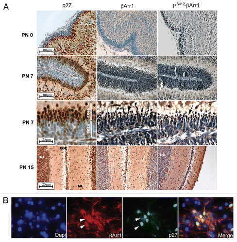 Figure 4 βArr1, p27 and PS412-βArr1 co-localize in vivo and in vitro. (A) Serial sections from PN day 0, 7 and 15 WT mice were stained for either p27, βArr1 or PS412-βArr1, the indicated proteins as described in the methods. Expression of p27 can be seen in the post-mitotic CGNP layer (EGLb) from PN0 and most clearly at PN7. Lower levels of p27 are seen in the proliferative layer of the EGL (EGLa), higher magnification images. βArr1 and PS412-βArr1 are most highly expressed at PN7, with peak nuclear localization occurring in the EGLb (black arrows, higher magnification images). They are also expressed in the remaining EGL of PN15 mice but not in the IGL. (B) CGNPs were cultured in the presence of Shh for 48 h before fixation and stained with βArr1 (red) and p27 (green). Nuclei were visualized by DAPI (blue). Arrowheads indicate cells with nuclear co-localization of βArr1 with p27. See also Supplemental Figure 3 for in vivo analysis of CREB and P-CREB.