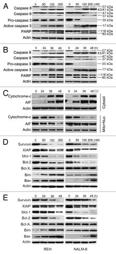 Figure 4. PQJS380 triggered intrinsic and extrinsic apoptosis in acute lymphoblastic leukemia cells. (A and B) Dynamic analysis of western blotting of PARP and caspase-3, -8, and -9 in REH and NALM-6 cells treated with increasing concentrations of PQJS380 for 48 h (A), or with 200 nM PQJS380 for indicated time points (B). (C) REH and NALM-6 cells were treated with 200 nM PQJS380 for 0, 24, 36, and 48 h, respectively, the levels of cytochrome c and AIF in the cytosolic and mitochondrial fractions were measured by western blotting analysis, respectively. (D and E) Western blotting analysis of apoptotic proteins in ALL cells treated with increasing concentrations of PQJS380 for 48 h (D), or with 200 nM PQJS380 for indicated time points (E).