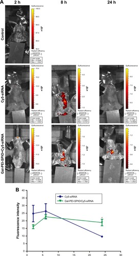 Figure 5 In vivo distribution of nanoparticles encapsulated with siRNA.Notes: The Gal-PEI-SPIO/Cy5-siRNA complexions, Cy5-siRNA (0.5 mg siRNA/kg) were administered to the tumor-bearing mice via tail vein. At different time points (2 h, 8 h and 24 h), the fluorescence images were taken. (A) The distribution of Cy5-siRNA in tumor-bearing mice at different time periods. (B) The measurement of fluorescence intensity of Cy5-siRNA. In the Cy5-siRNA group, the fluorescence intensity was merely observed and significantly declined in the animal body at 24 h when compared with Gal-PEI-SPIO/Cy5-siRNA. *P<0.05.Abbreviations: Gal-PEI-SPIO, galactose-polyethylenimine-superparamagnetic iron oxide; max, maximum; min, minimum.