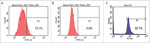 Figure 1. (A) Flow cytometric analysis of IK-CD133+ cells labeled with FITC. (B) Flow cytometric analysis of IK-CD133+ cells in negative control. (C) Flow cytometric analysis of IK-CD133+ cells after cell purification by MACSR Technology.