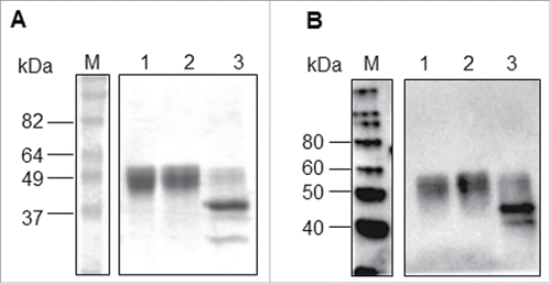 Figure 4. Deglycosylation of HA1-MY treated with PNGase F. (A) Coomassie-stained SDS-PAGE gel and (B) Western blot analysis using an anti-A/Vietnam/1194/04 antibody. M: Molecular weight marker, Lane 1: Non-treated HA1-MY, Lane 2: Mock-treated HA1-MY without PNGase F, Lane 3: PNGase F-treated HA1-MY.
