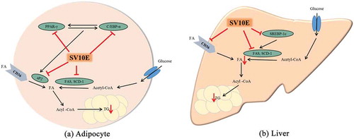 Figure 7. Proposed mechanisms of the anti-obesity effect of Solidago virgaurea var. gigantea 10% ethanol extract (SV10E) in (a) adipocyte and (b) liver. PPAR-γ, peroxisome proliferator-activated receptor-γ; C/EBP-α, CCAAT/enhancer binding protein-α; aP2, fatty acid binding protein-4; SREBP-1c, sterol regulatory element-binding protein-1c; FAS, fatty acid synthase; SCD-1, stearoyl-CoA desaturase-1; CD36, fatty acid translocase; FA, fatty acid; TG, triacylglycerol.
