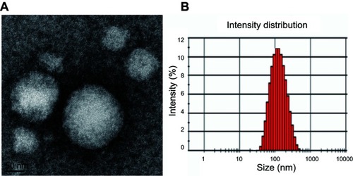 Figure 2 The characterization of (DSPE)-PEG2000-FA-LPs/CUR.